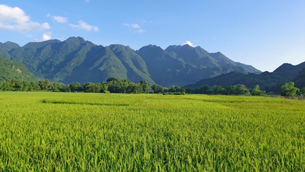 Ruộng bậc thang Mai Châu (Ruộng bậc thang Mai Châu nằm trong Bản Lác) - ảnh địa điểm 3
