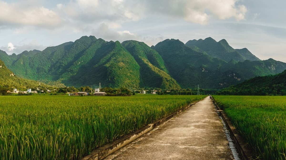 Ruộng bậc thang Mai Châu (Ruộng bậc thang Mai Châu nằm trong Bản Lác)