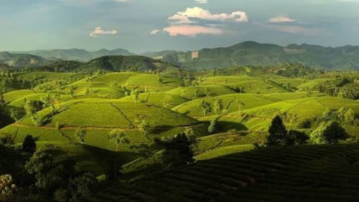 Đồi chè Long Cốc - location photo 3