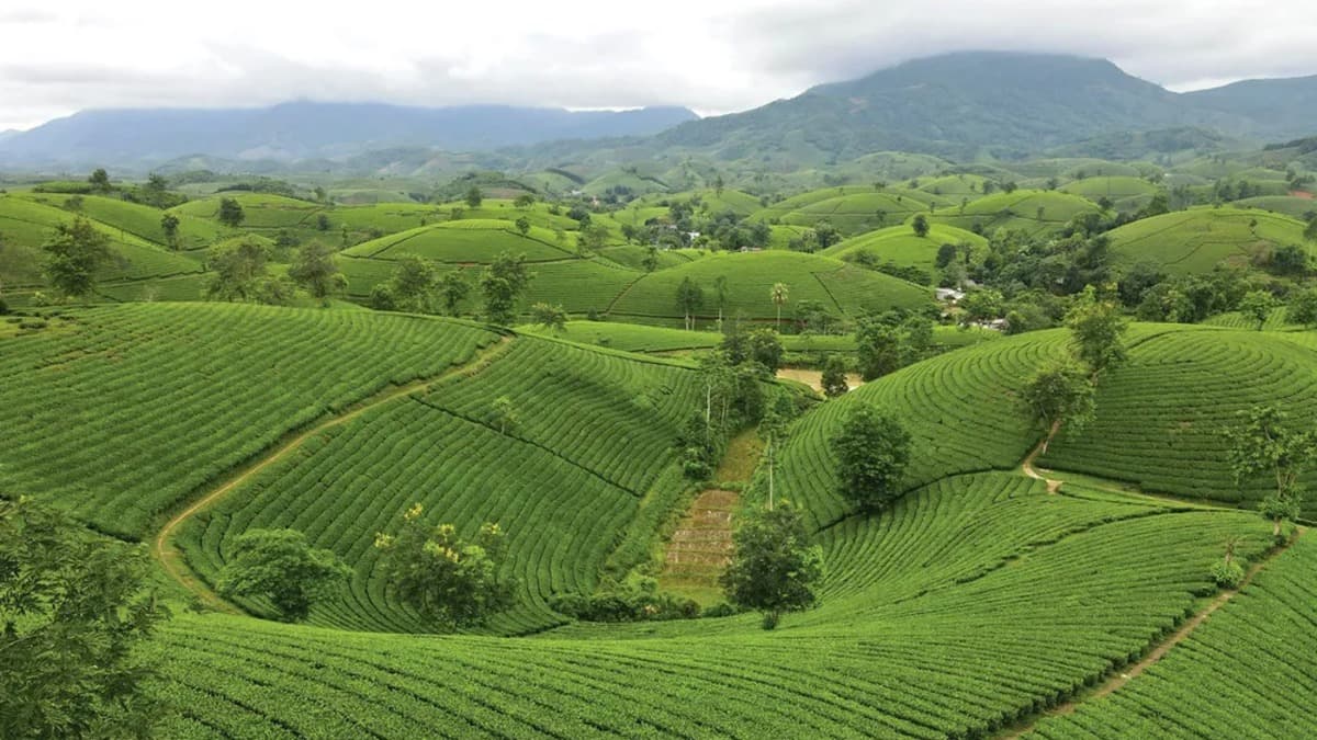 Vườn Quốc gia Xuân Sơn - location photo 2