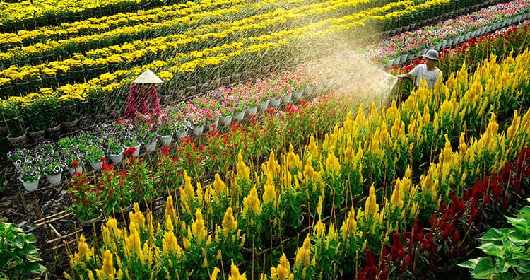 Làng hoa Hạ Lũng  - ảnh địa điểm 2