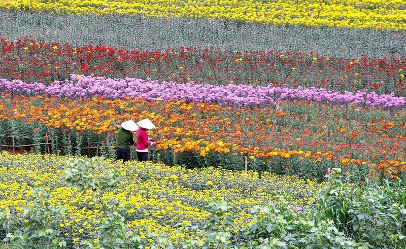 하룽 화훼 마을 (Làng hoa Hạ Lũng)