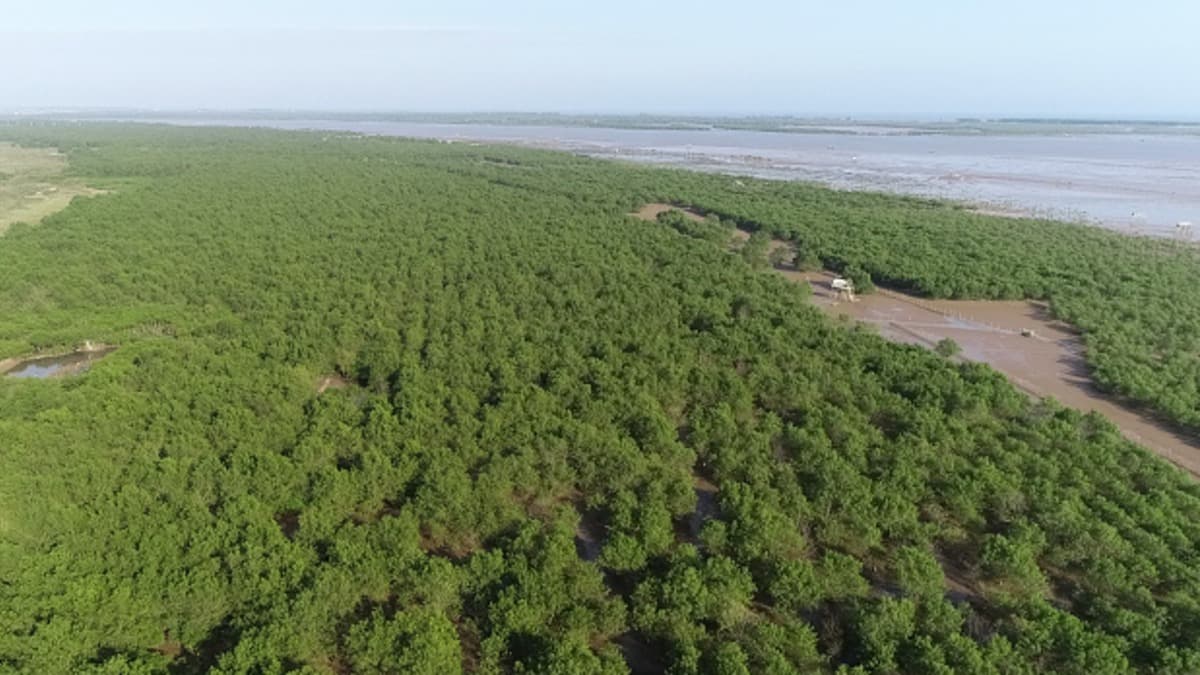 Mangrove de Kim Son - ảnh địa điểm 2