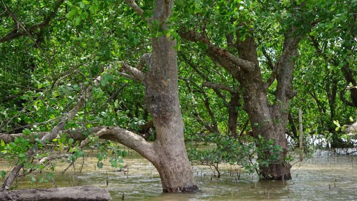 Mangrove de Kim Son - ảnh địa điểm 3