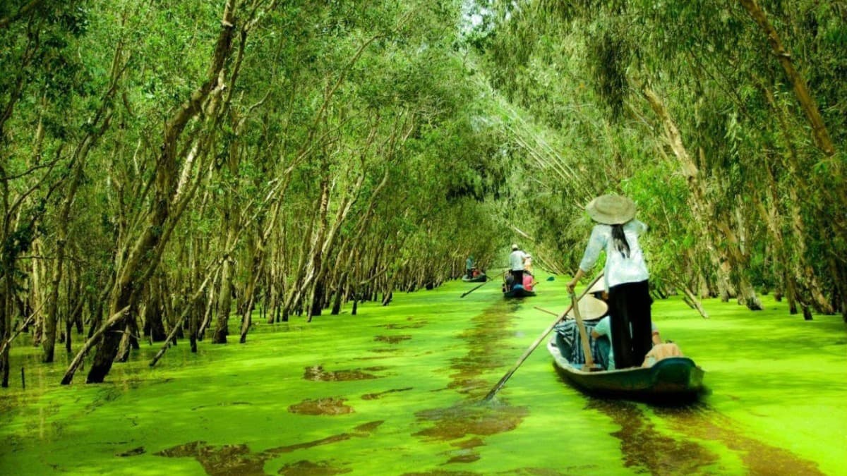 Tra Su Cajuput Forest - ảnh địa điểm 2