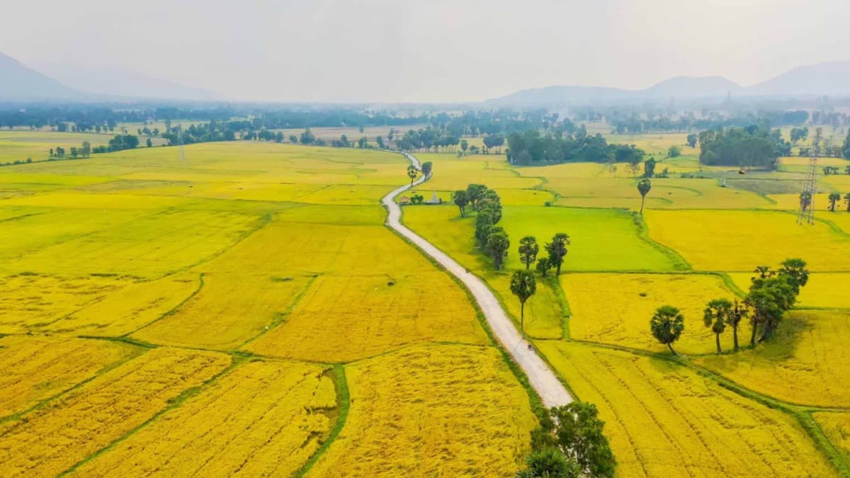 Cánh đồng Tà Pạ - location photo 5