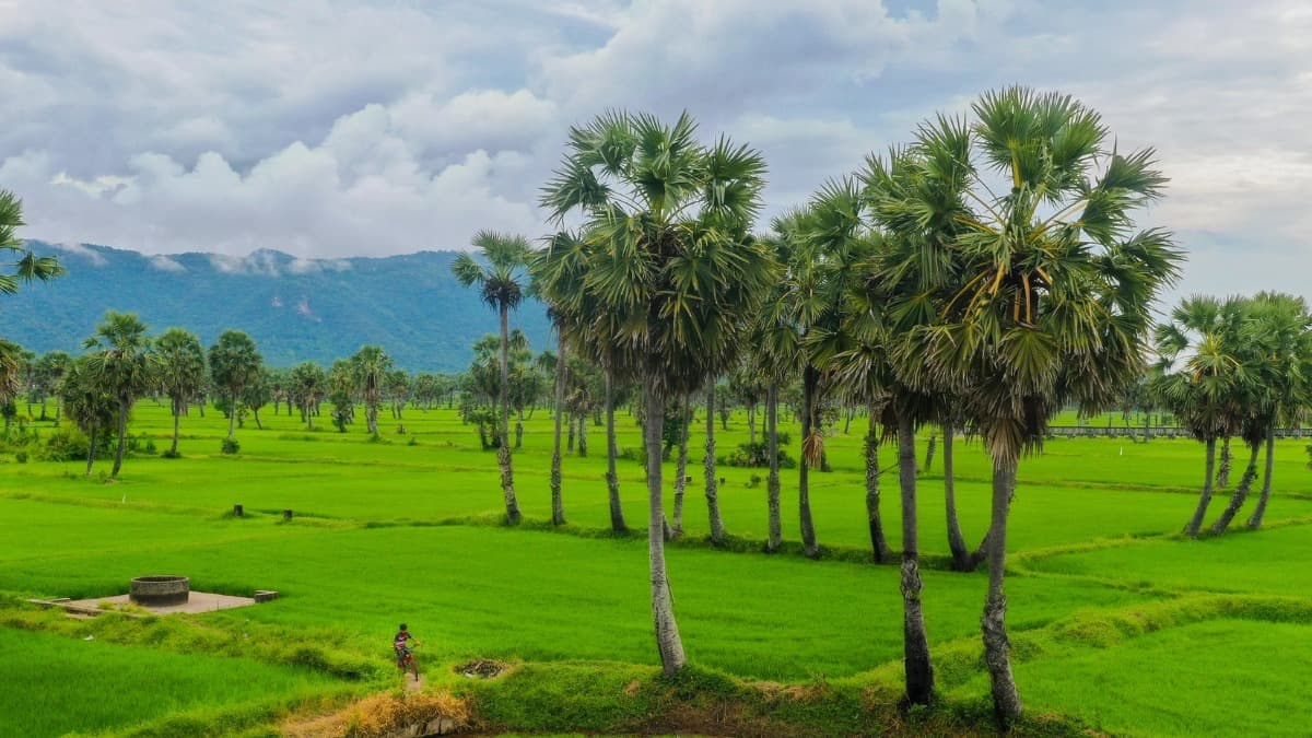 Cánh đồng Thốt Nốt  - ảnh địa điểm 2