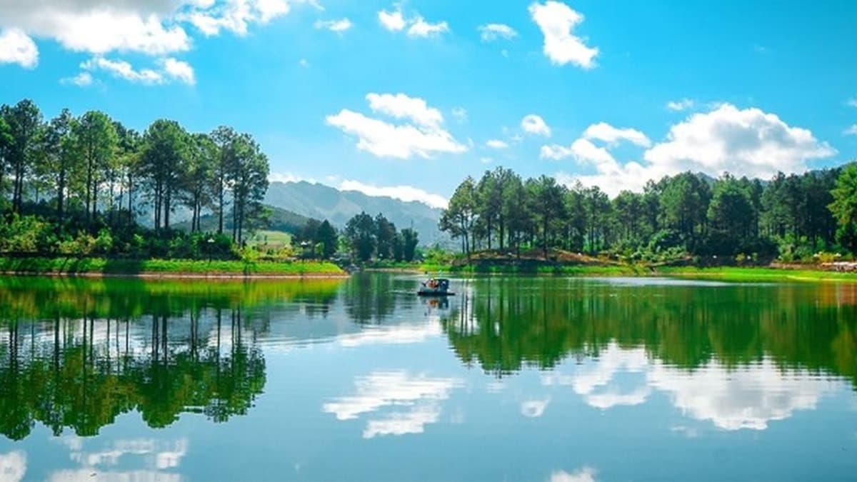 Rừng thông Bản Áng - location photo 2