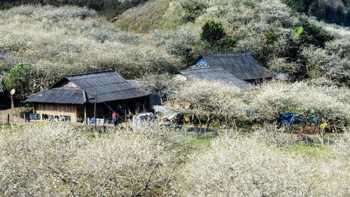 Thung lũng mận Nà Ka - ảnh địa điểm 1