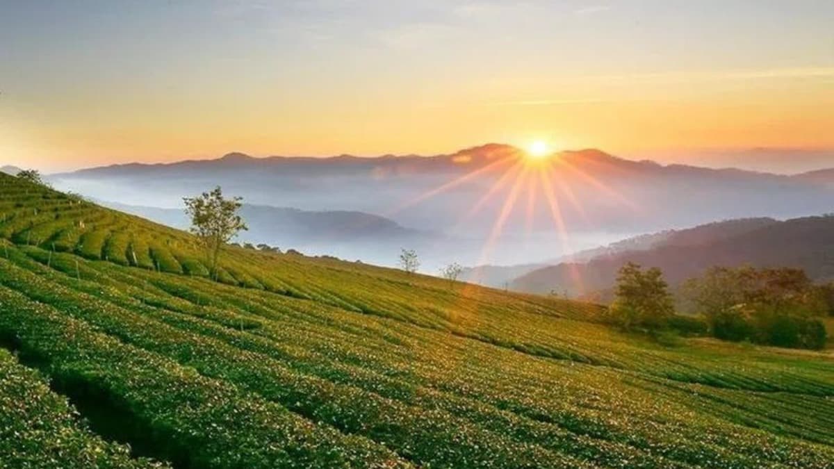 Đồi chè Mộc Châu - location photo 4