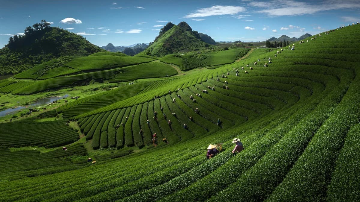 Đồi chè Mộc Châu