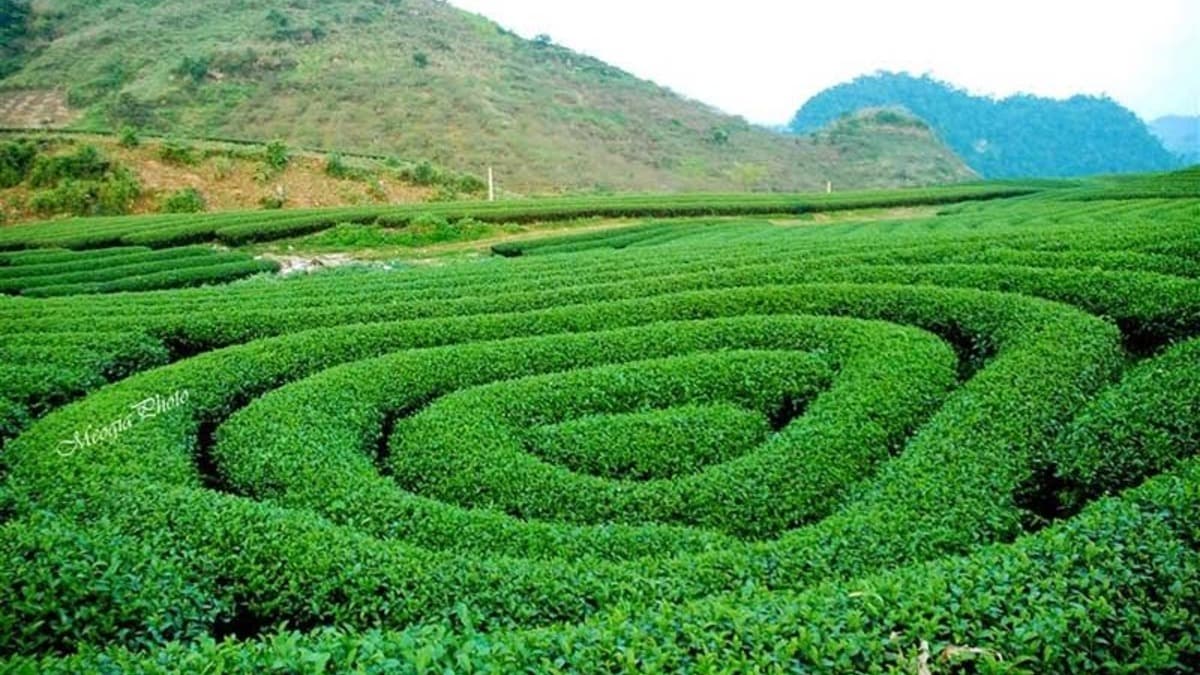 Đồi chè Mộc Châu - location photo 3