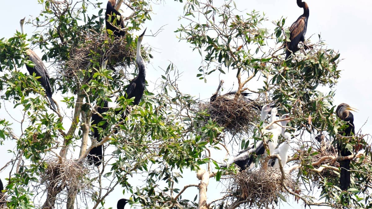Khu bảo tồn đất ngập nước Láng Sen  - ảnh địa điểm 2