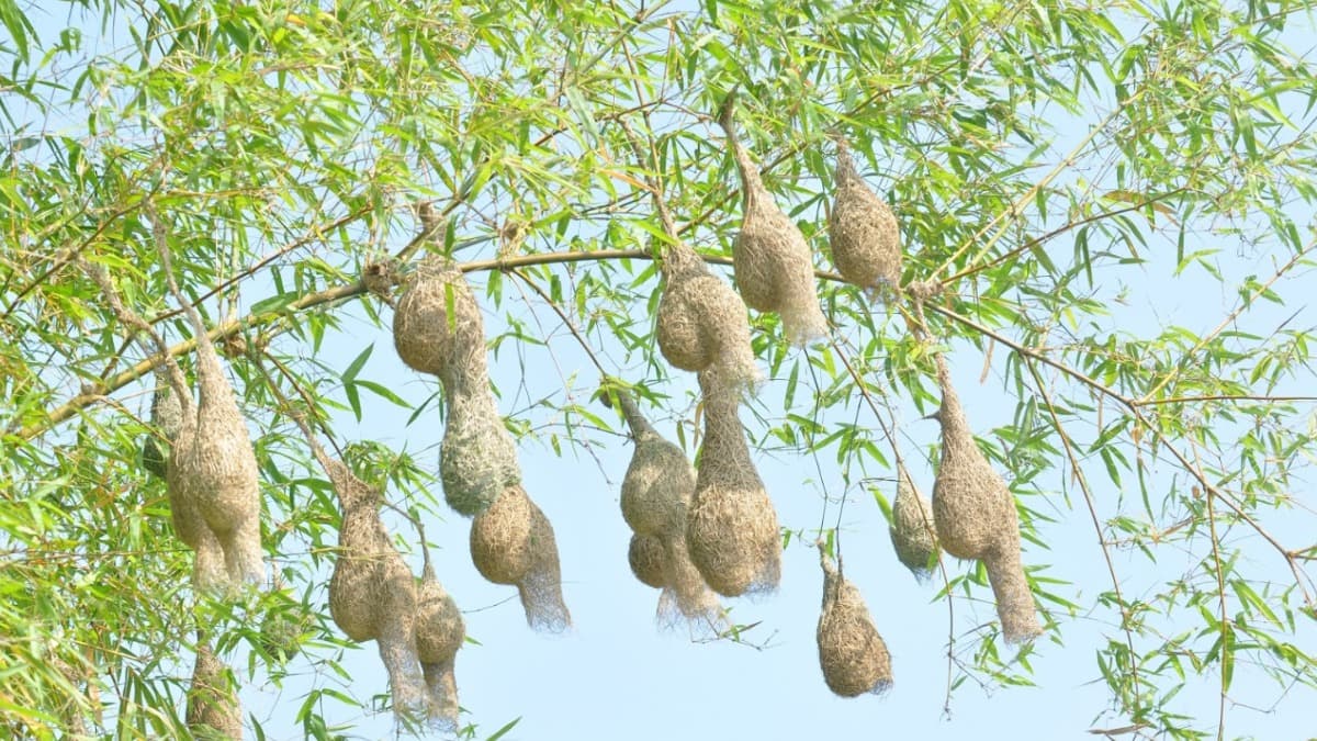 Khu bảo tồn đất ngập nước Láng Sen  - ảnh địa điểm 4