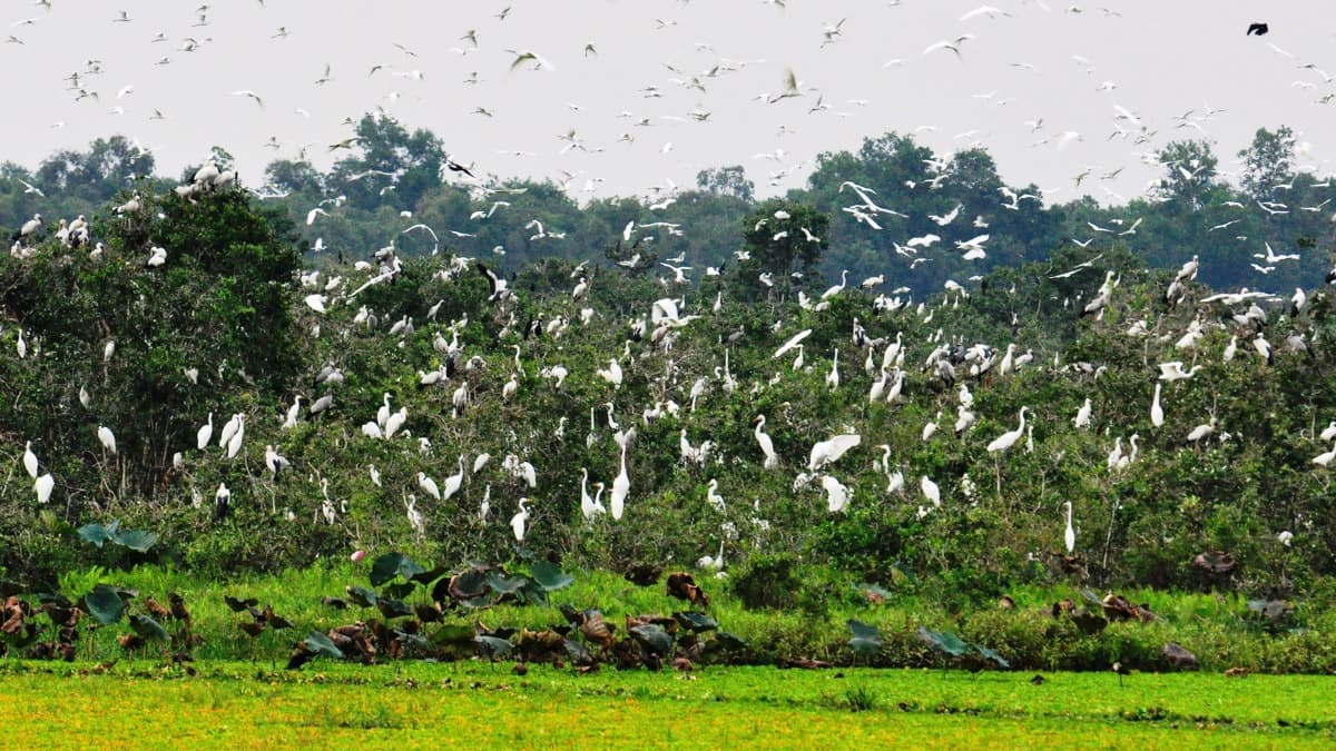 Khu bảo tồn đất ngập nước Láng Sen  - ảnh địa điểm 3