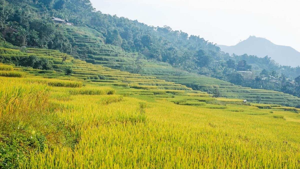 Ruộng bậc thang Hồng Thái