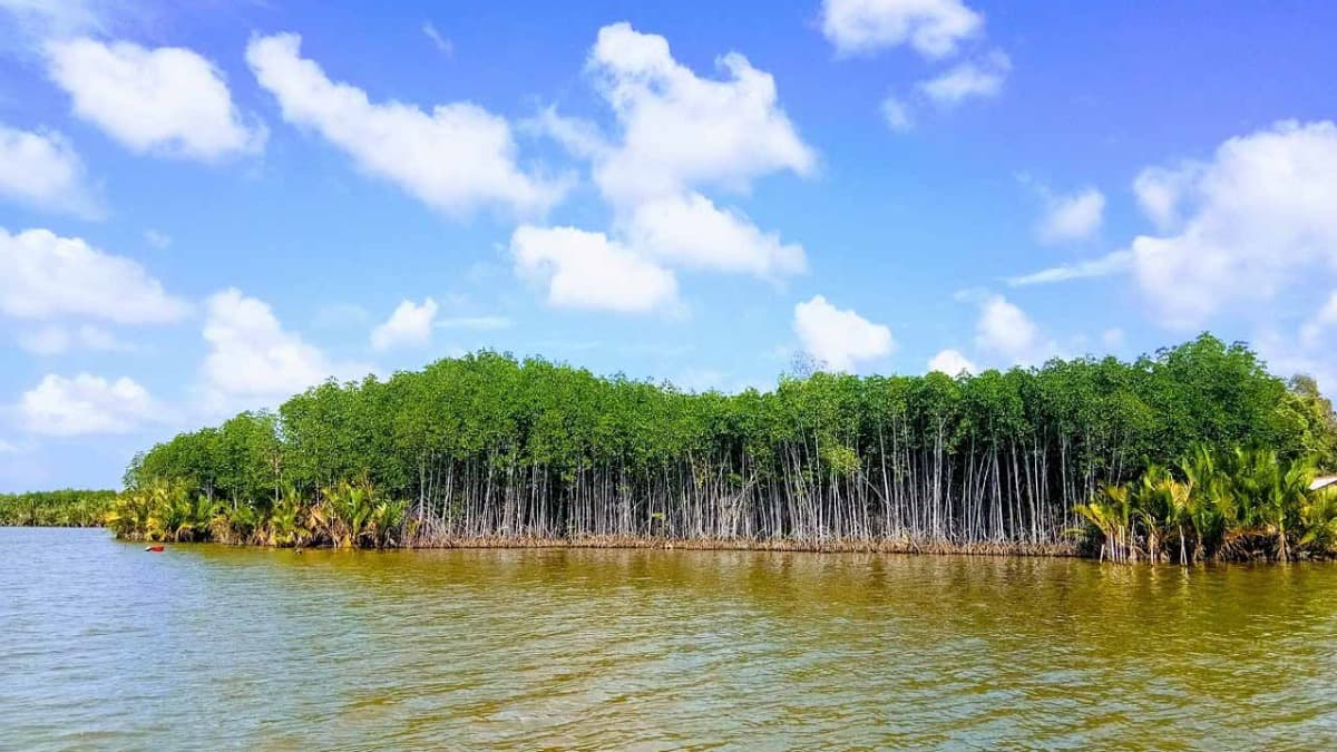 Thi Tuong Lagoon, Ca Mau - location photo 2