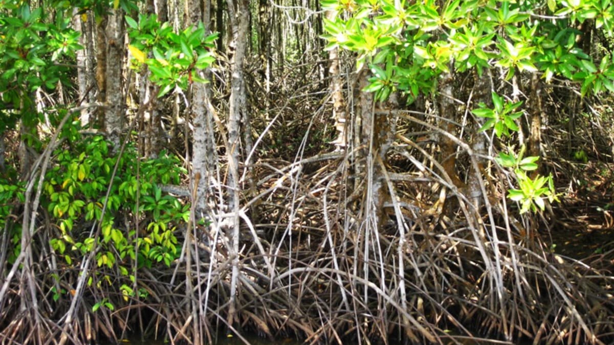 Foresta di mangrovie di Năm Căn - ảnh địa điểm 4