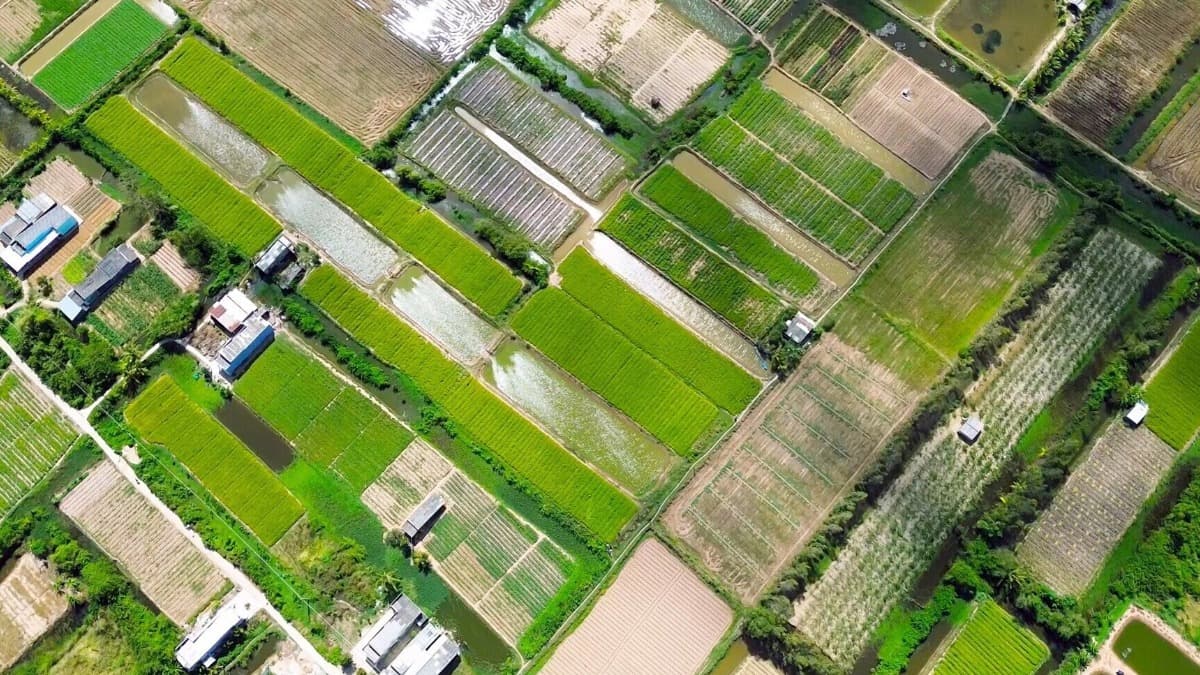Champ de fleurs d'aneth (Hiệp Thành) - ảnh địa điểm 3