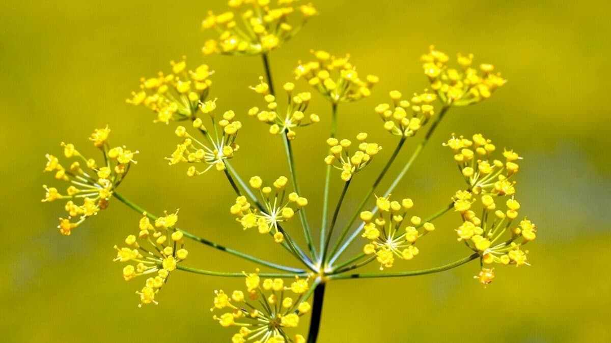 Champ de fleurs d'aneth (Hiệp Thành) - ảnh địa điểm 2