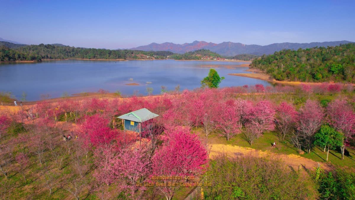 Isola dei Ciliegi (Đảo Hoa Anh Đào) - ảnh địa điểm 2