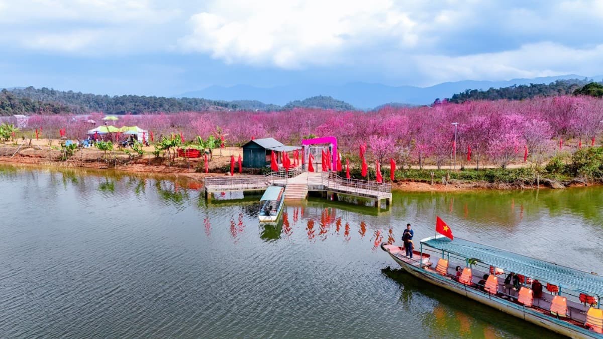 桜島（Đảo Hoa Anh Đào）