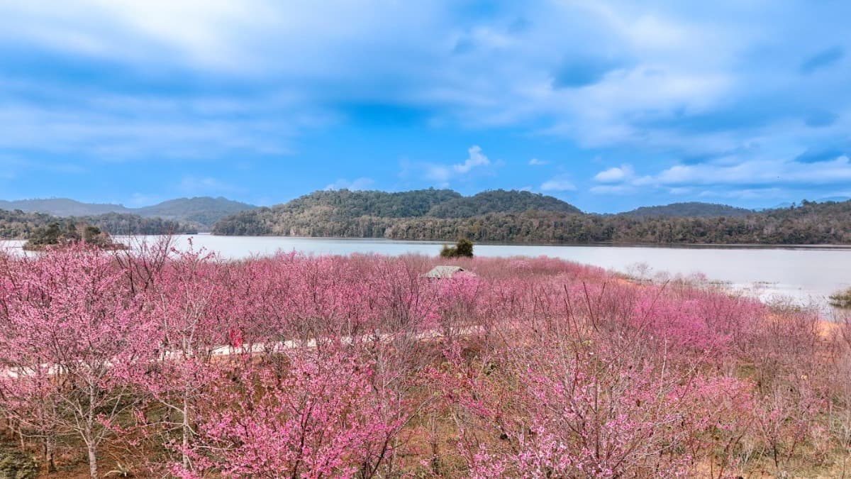 Isola dei Ciliegi (Đảo Hoa Anh Đào) - ảnh địa điểm 3