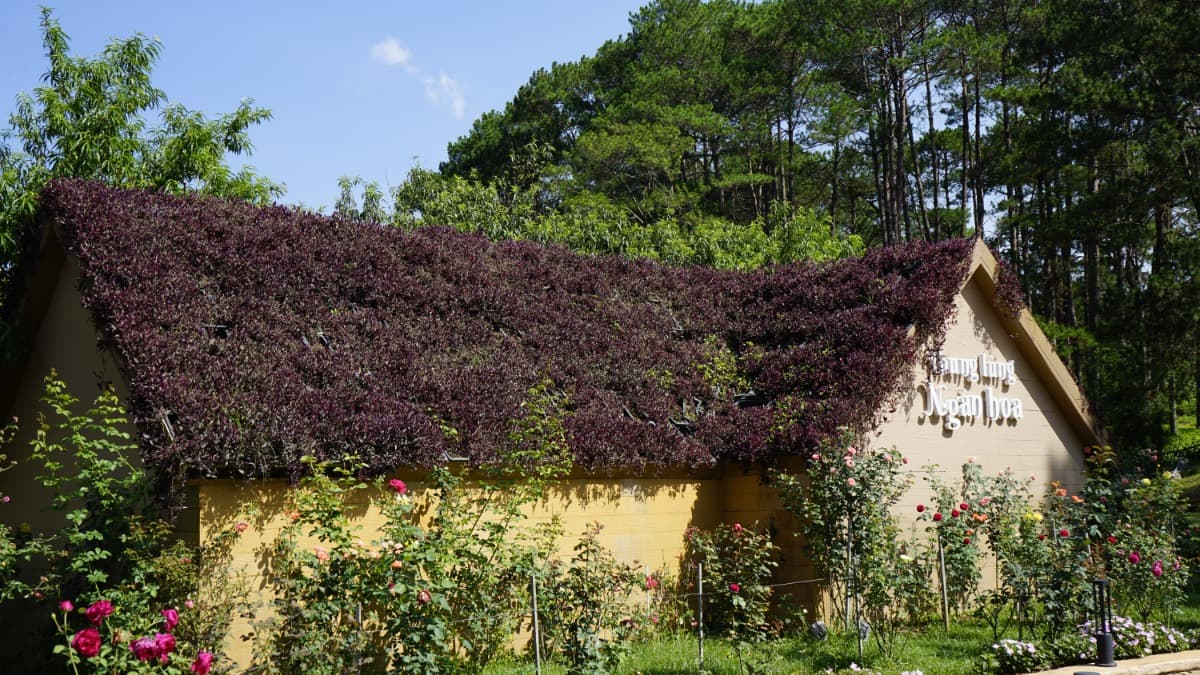 Pineta di Bản Áng - ảnh địa điểm 1