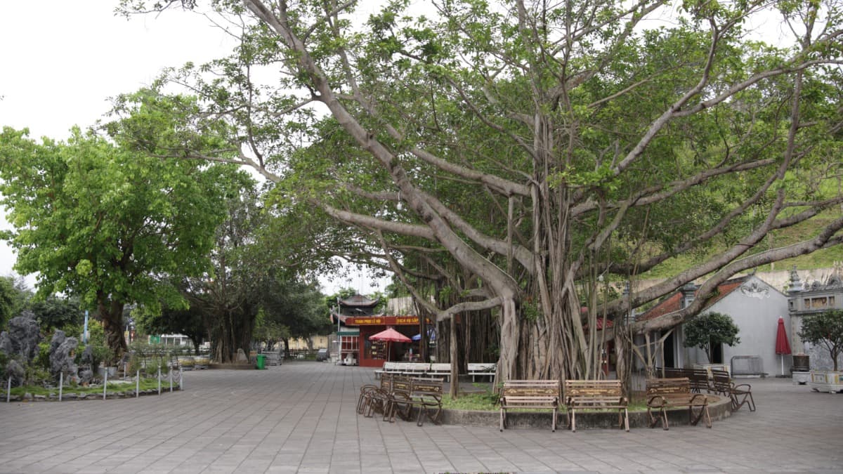 Tempio di Cửa Ông - ảnh địa điểm 2