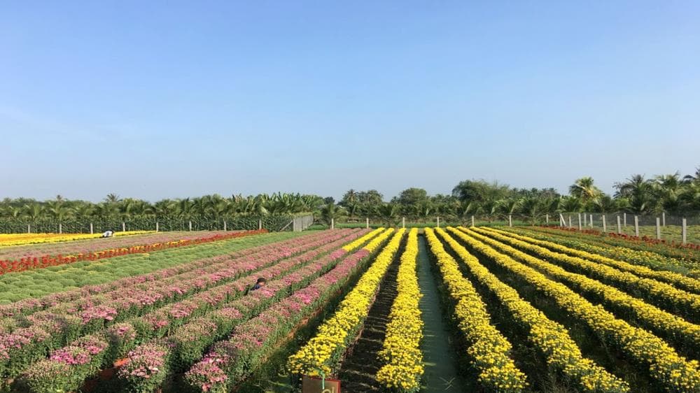 Làng hoa Hạ Lũng  - ảnh địa điểm 4