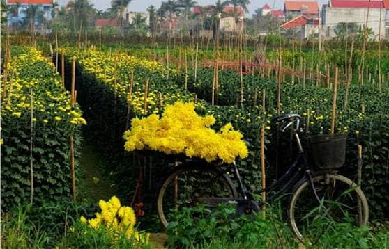 Làng hoa Hạ Lũng  - ảnh địa điểm 3