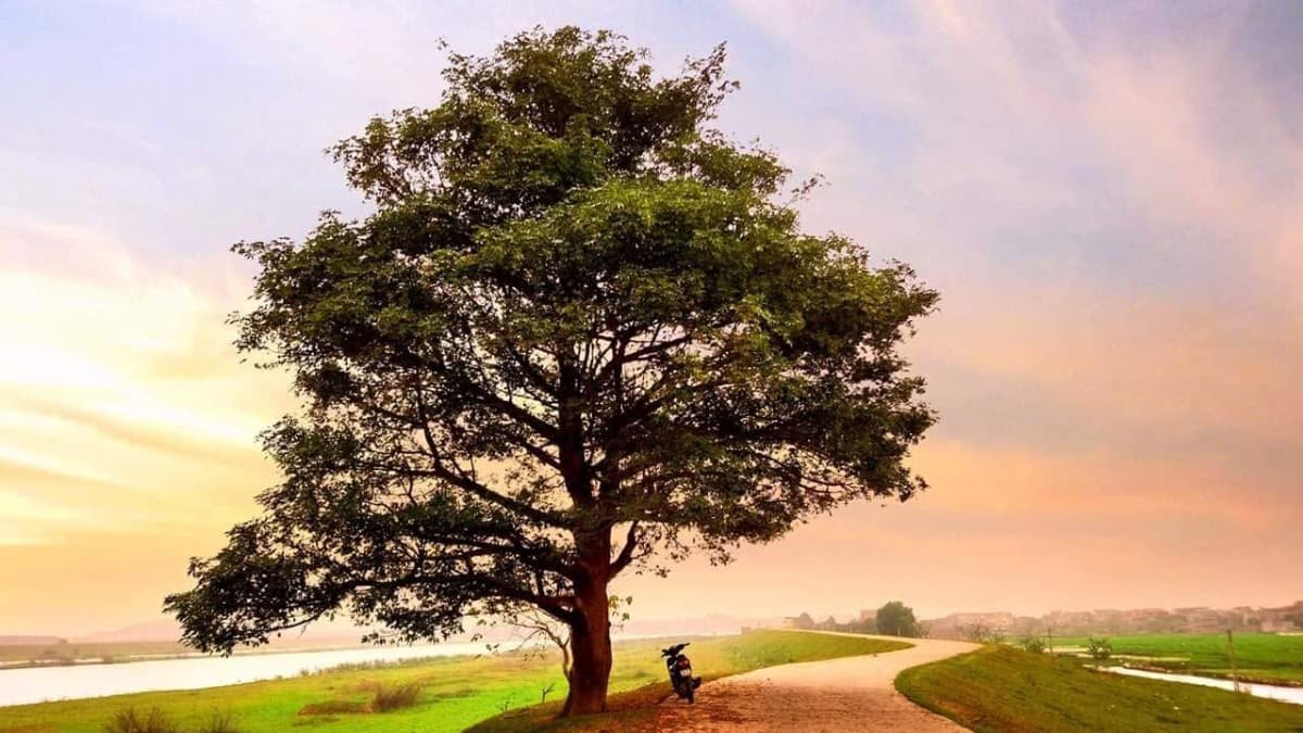 L'Arbre Solitaire de Bắc Ninh