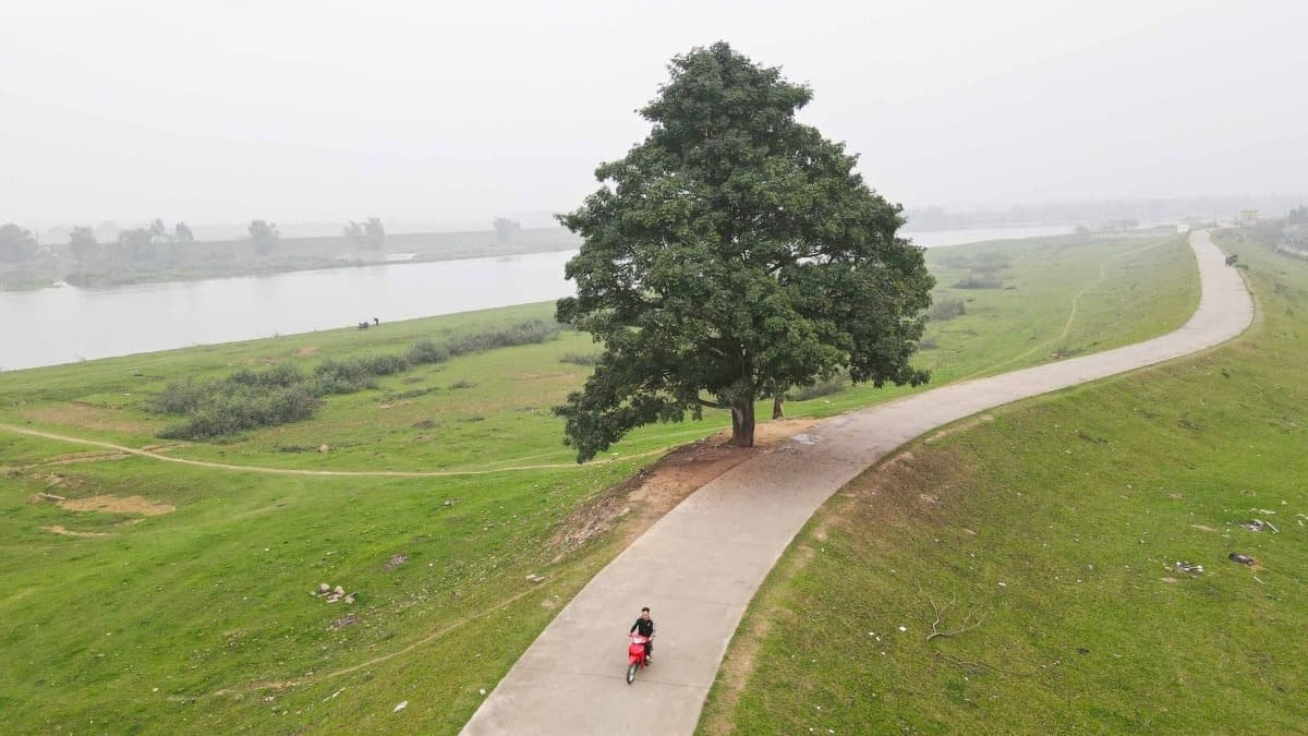 Bac Ninh Lonely Tree - location photo 3