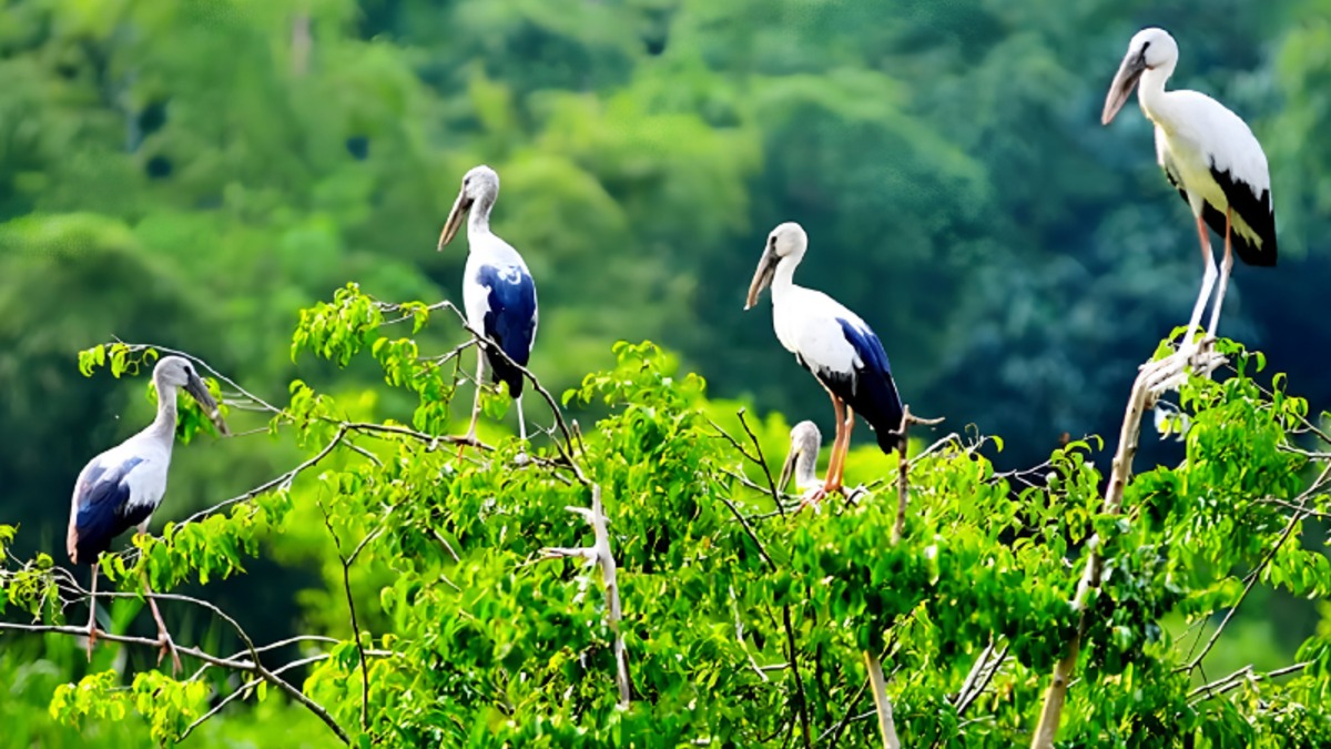 バンラン・コウノトリ庭園 (Vườn Cò Bằng Lăng) - ảnh địa điểm 3