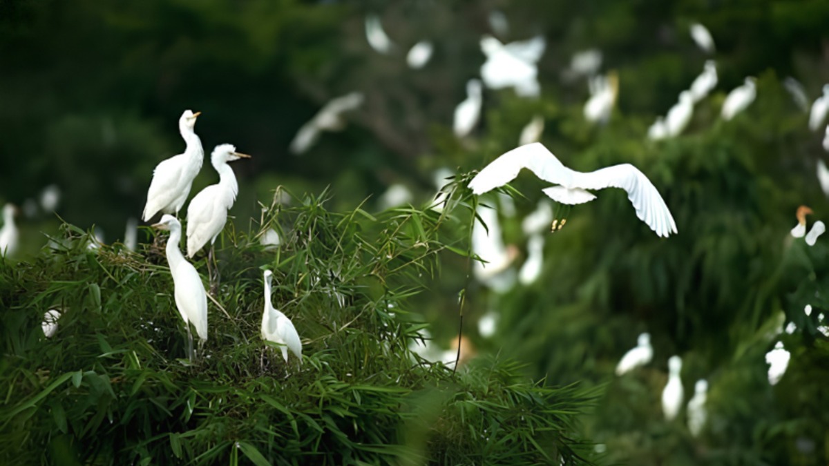 バンラン・コウノトリ庭園 (Vườn Cò Bằng Lăng) - ảnh địa điểm 2
