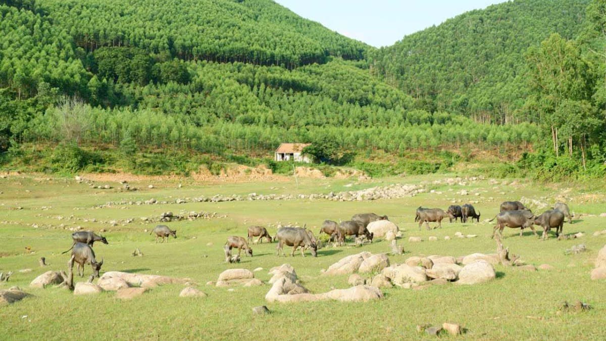 Suoi Mo