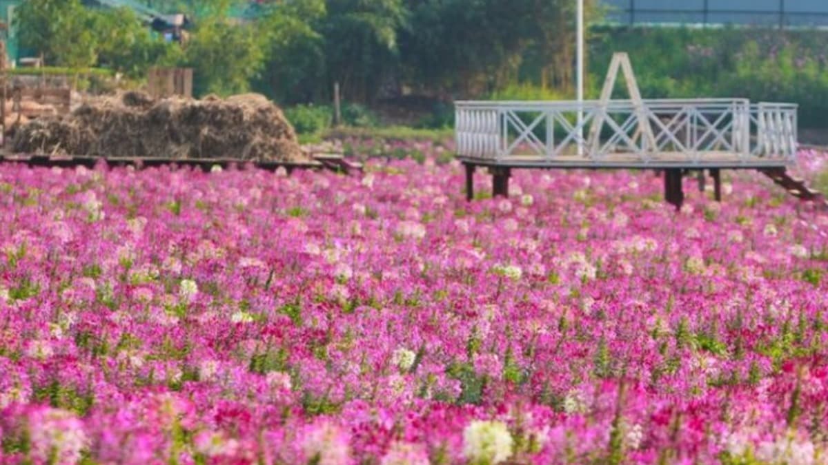 서호 꽃 골짜기 (Thung lũng hoa Hồ Tây) - ảnh địa điểm 4