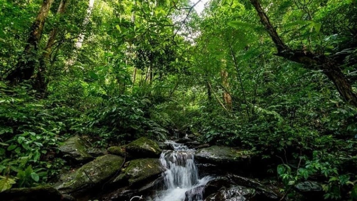 Parc national de Pù Mát - ảnh địa điểm 4