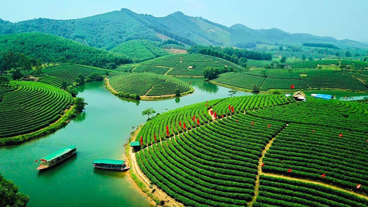 タインチュオン茶畑の島々（Đảo Chè Thanh Chương）