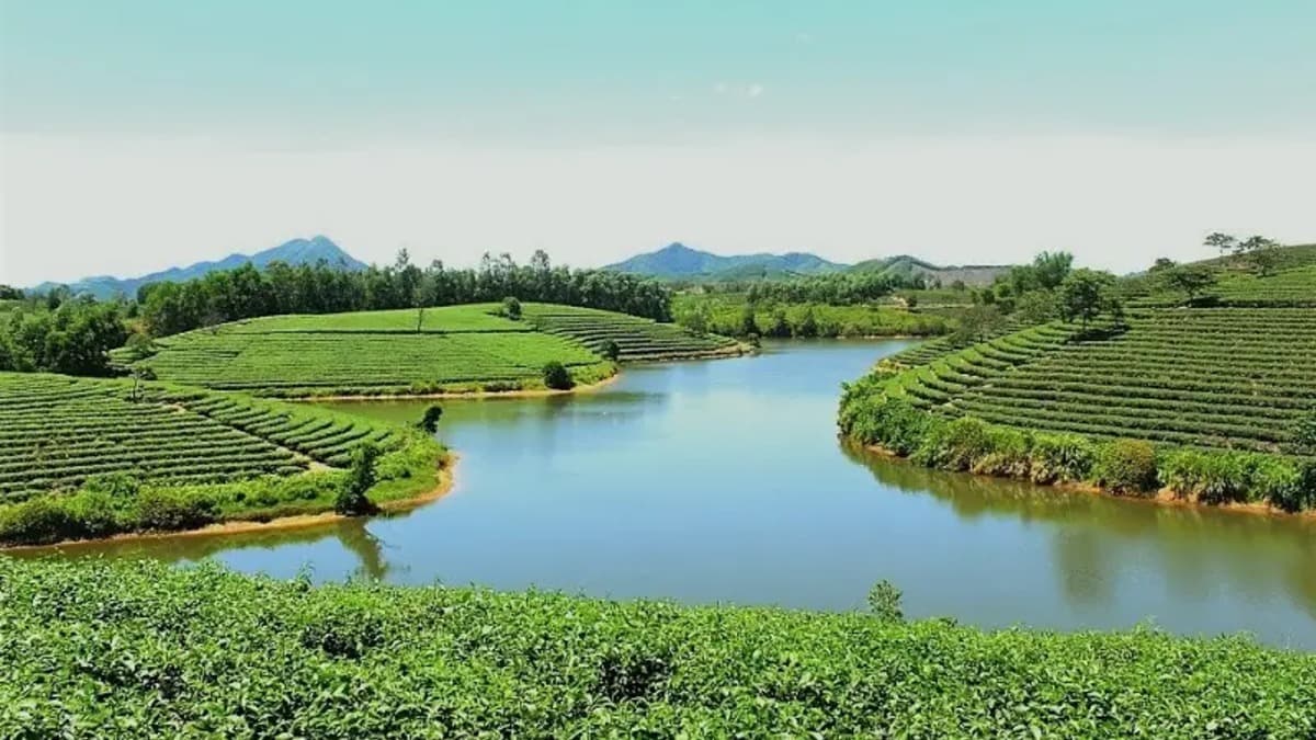 탄쯔엉 차 섬 (Đảo Chè Thanh Chương) - ảnh địa điểm 6