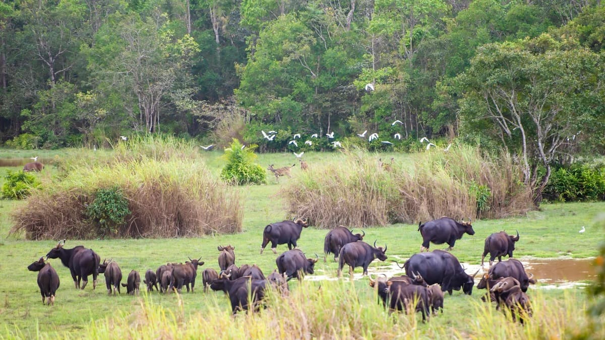 Vườn quốc gia Cát Tiên  - location photo 2