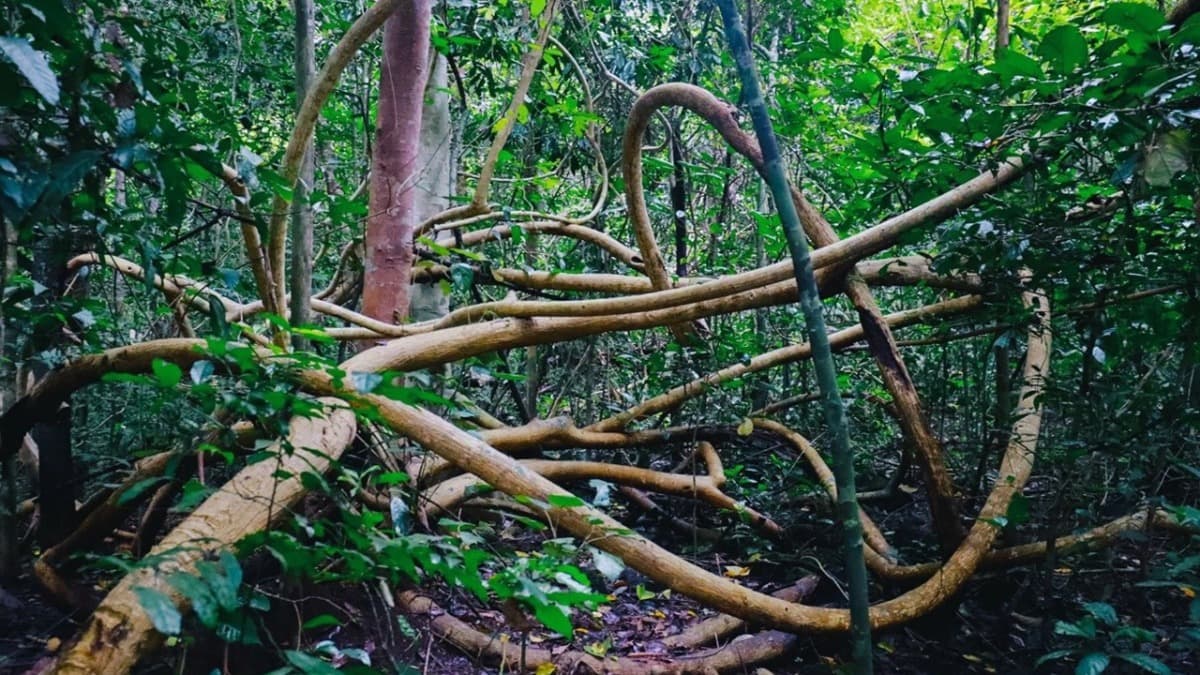 Vườn quốc gia Cát Tiên  - location photo 6