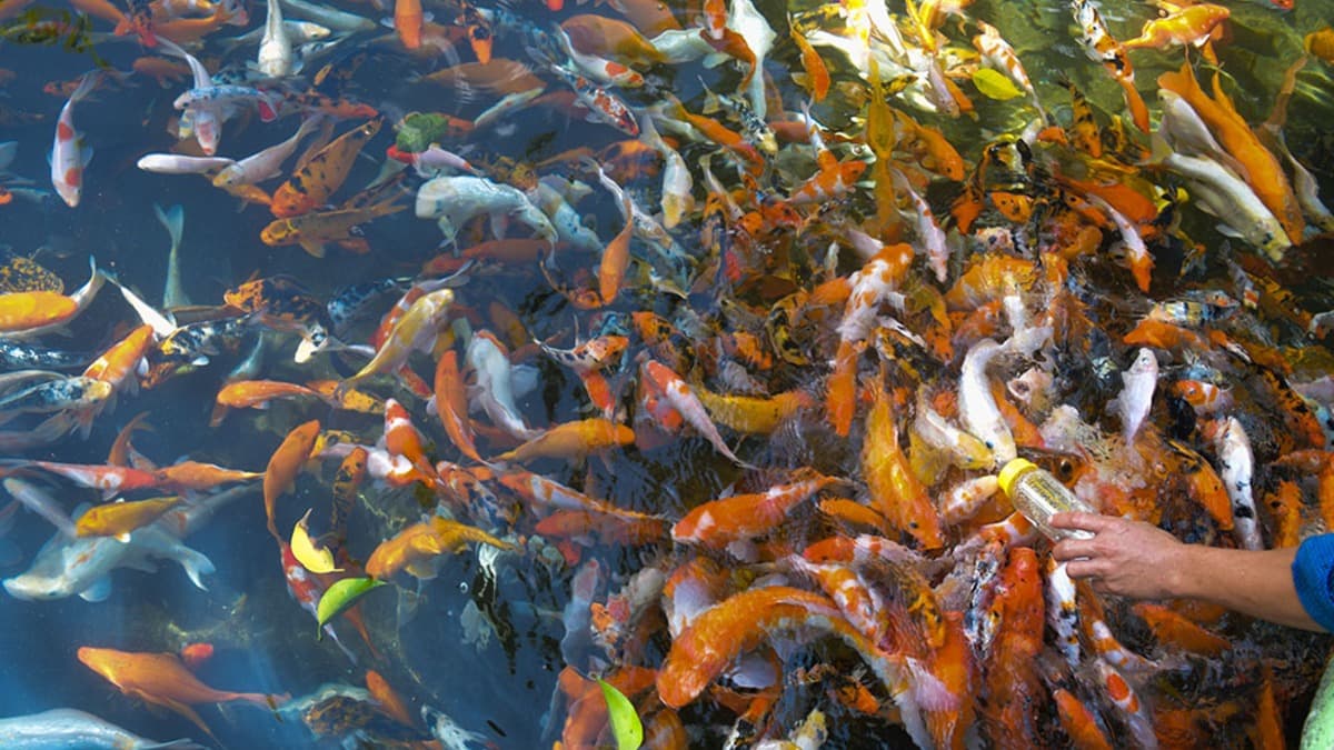 Công viên Suối Mơ - location photo 4