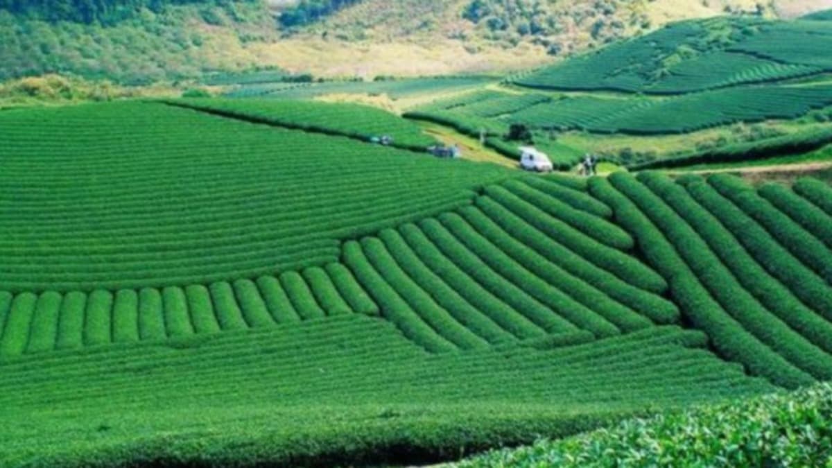 Đồi chè Kì Trung