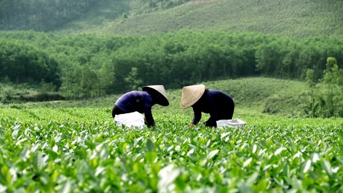 Đồi chè Kì Trung - ảnh địa điểm 3