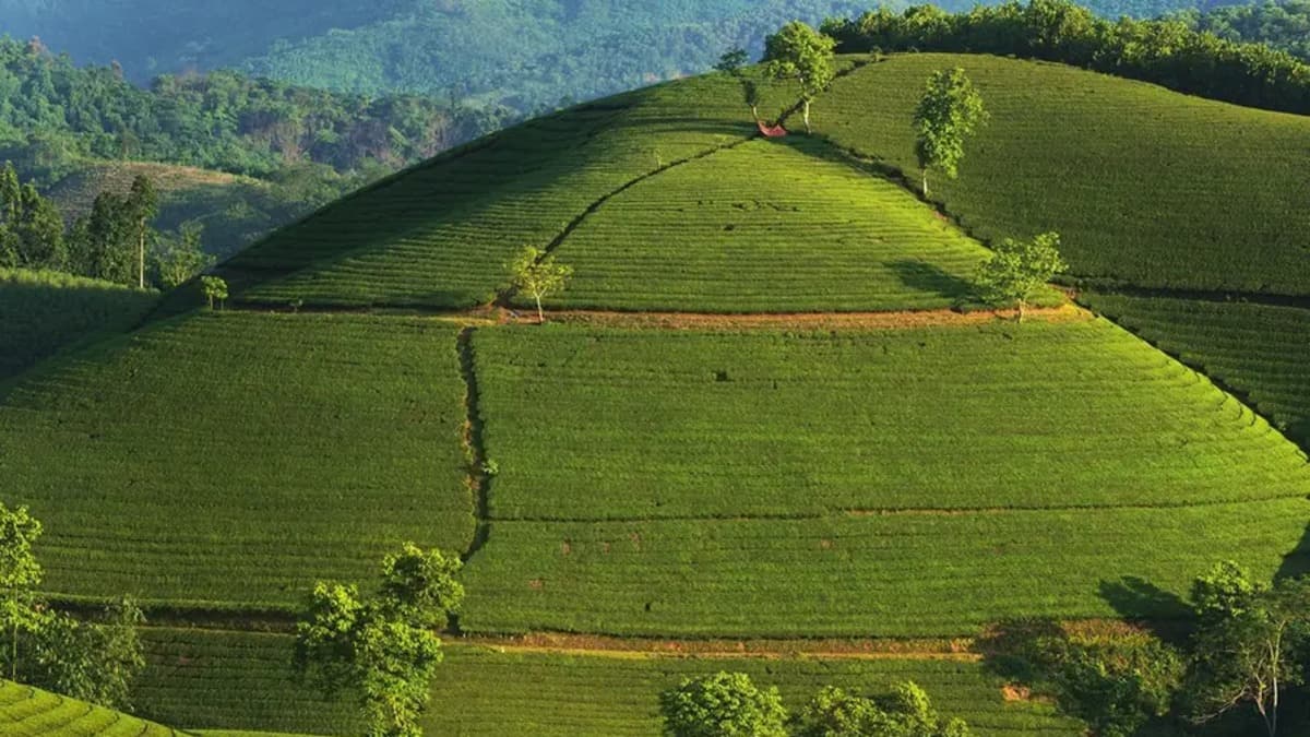 Đồi chè Long Cốc