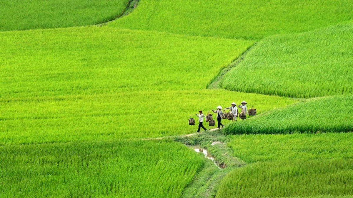 Cánh đồng Tà Pạ