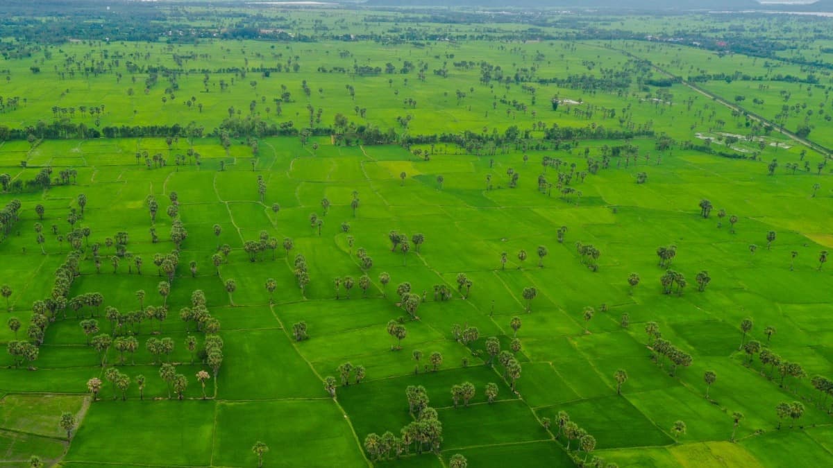 Cánh đồng Thốt Nốt