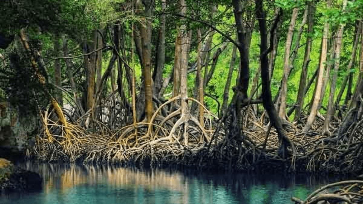 Forêt de palétuviers de Năm Căn