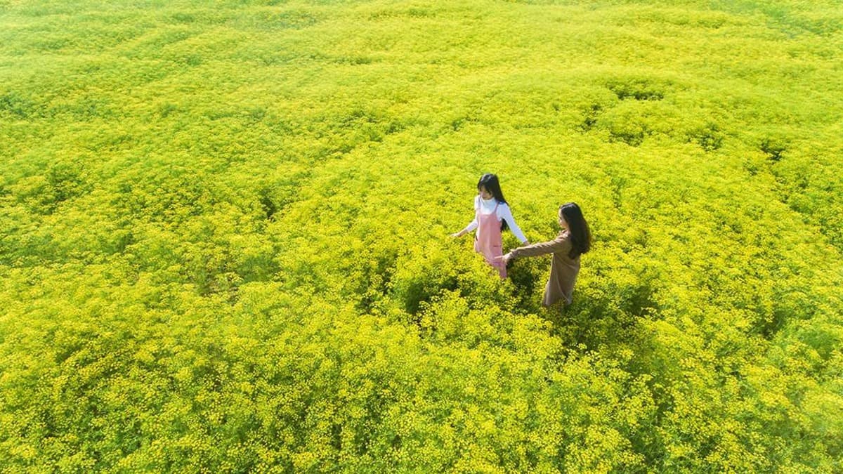 Champ de fleurs d'aneth (Hiệp Thành)